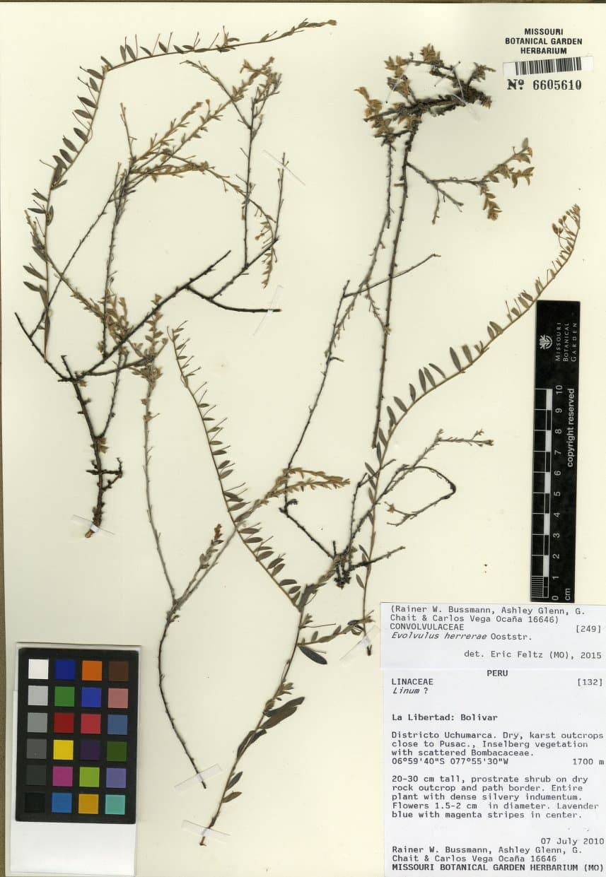 Evolvulus herrerae
