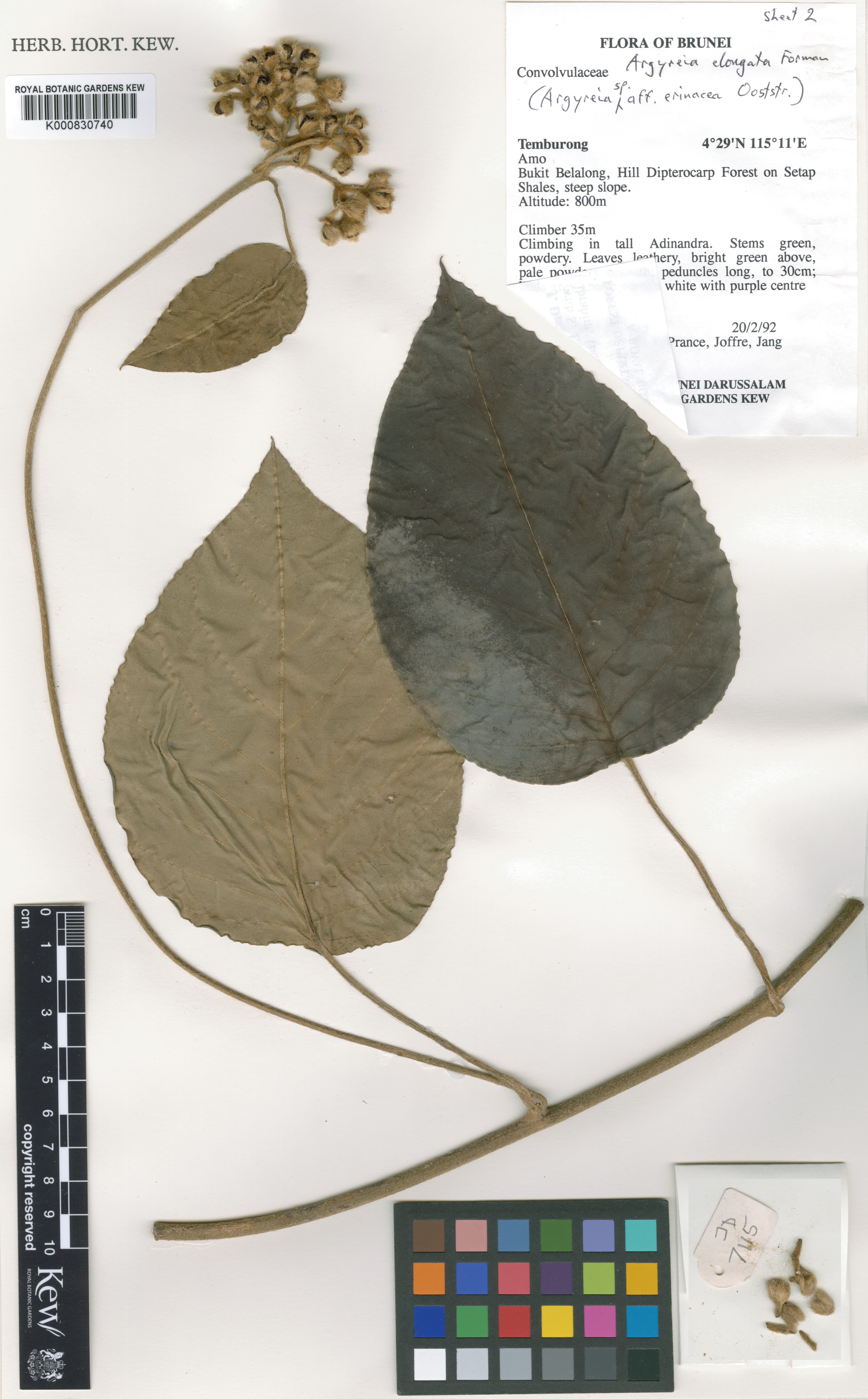 Argyreia elongata