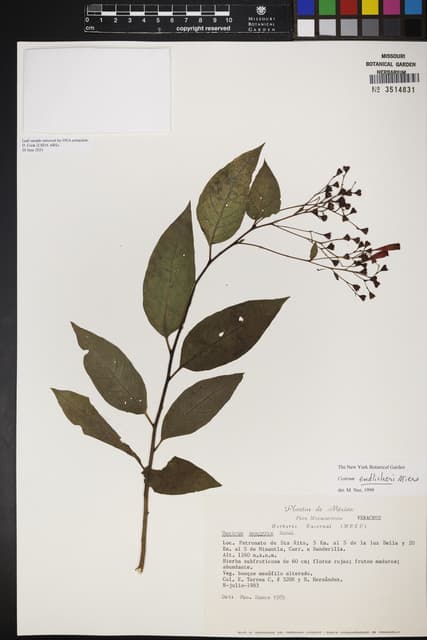 Cestrum endlicheri