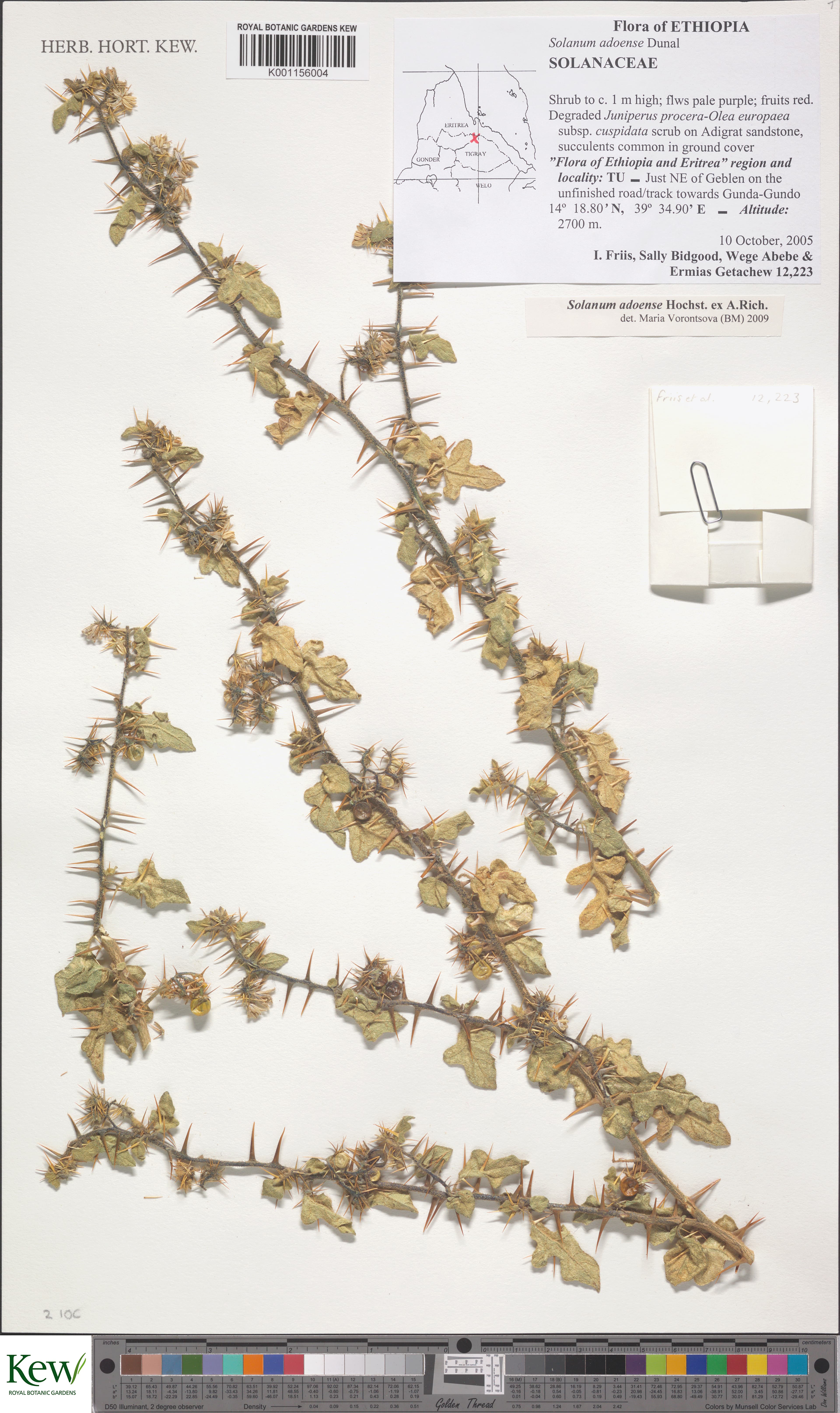 Solanum adoense