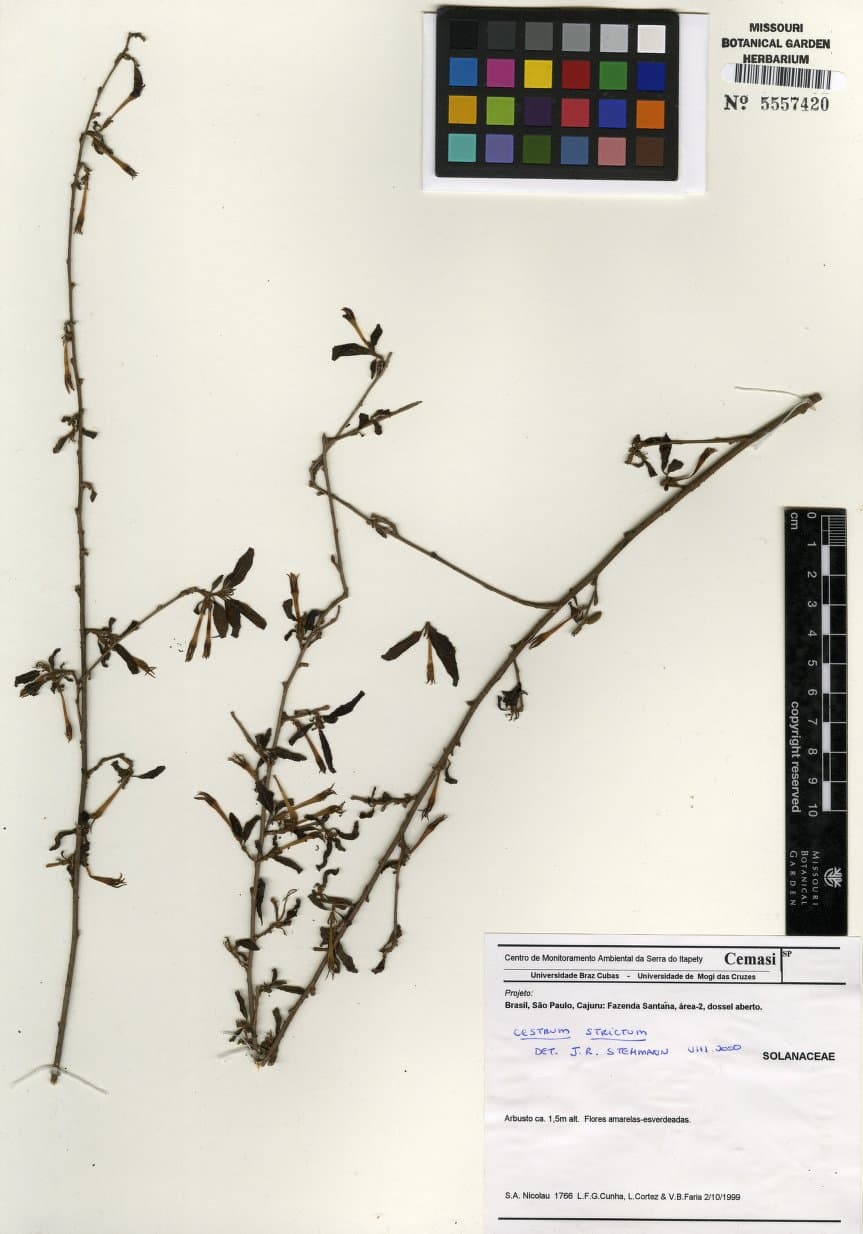 Cestrum strictum