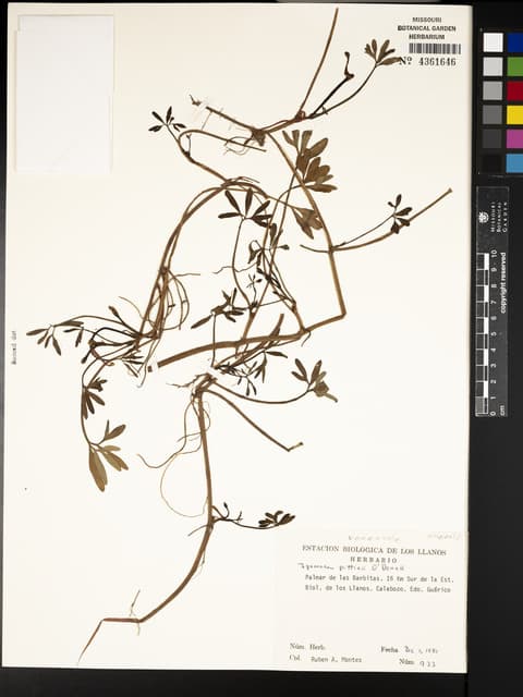 Ipomoea pittieri