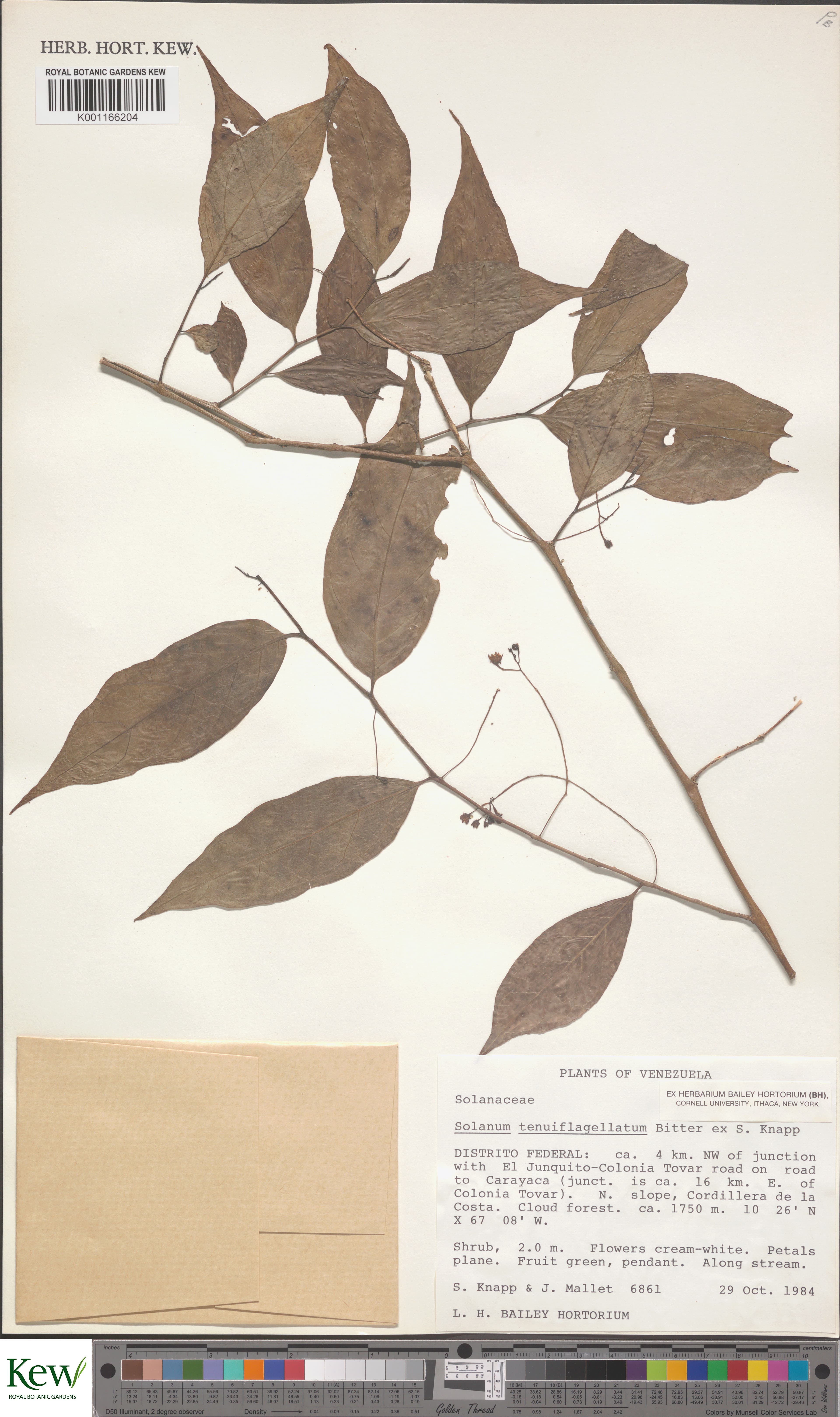 Solanum tenuiflagellatum