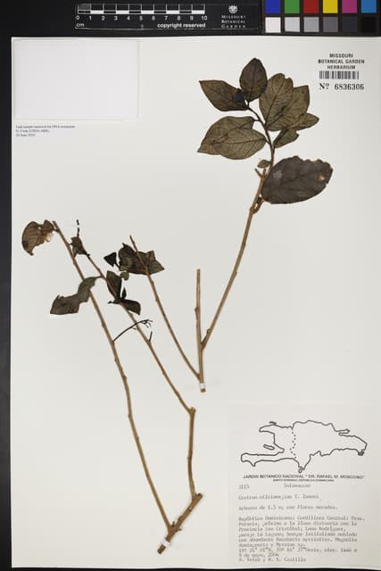 Cestrum milciomejiae