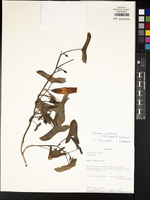 Ipomoea paludicola