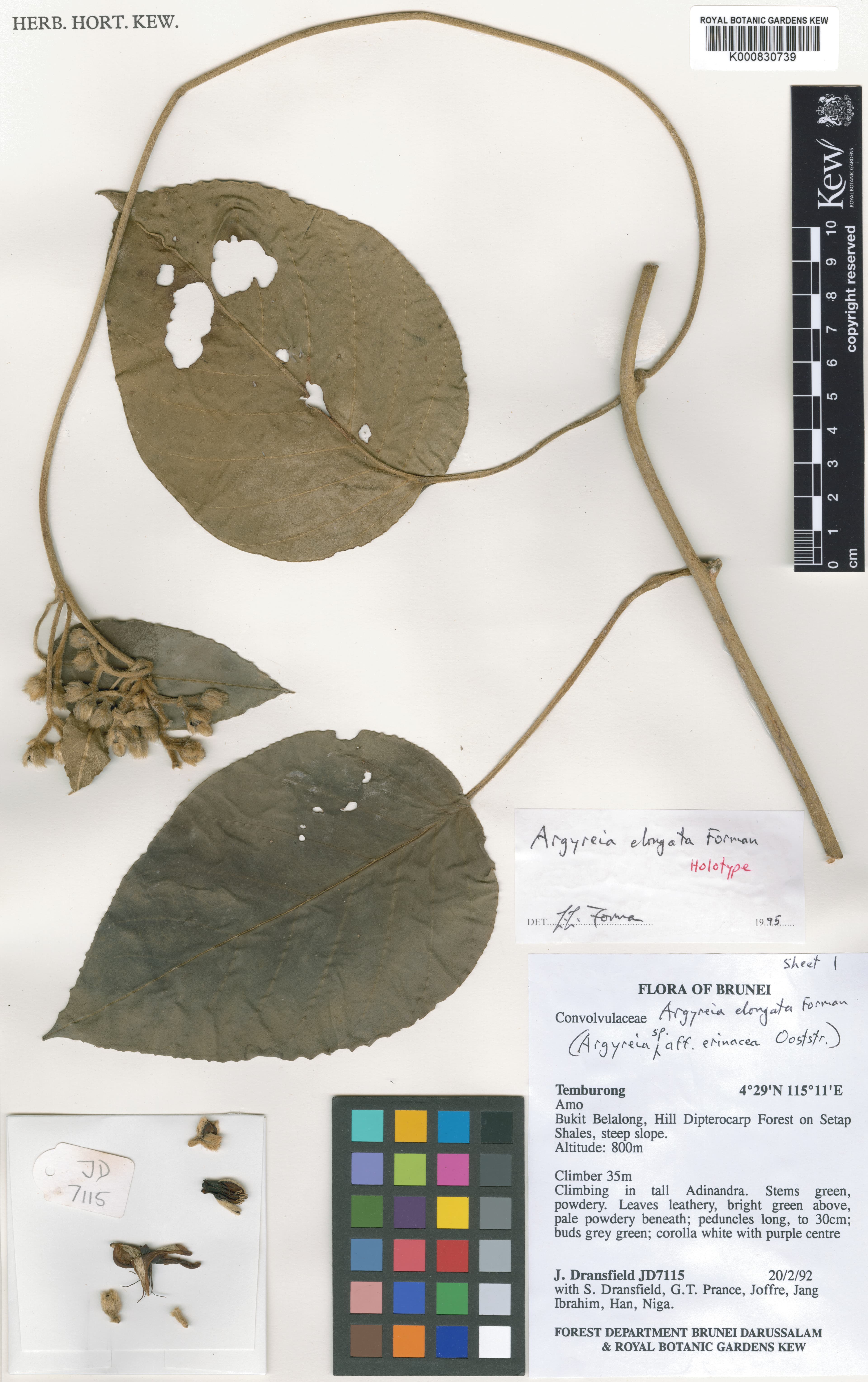 Argyreia elongata
