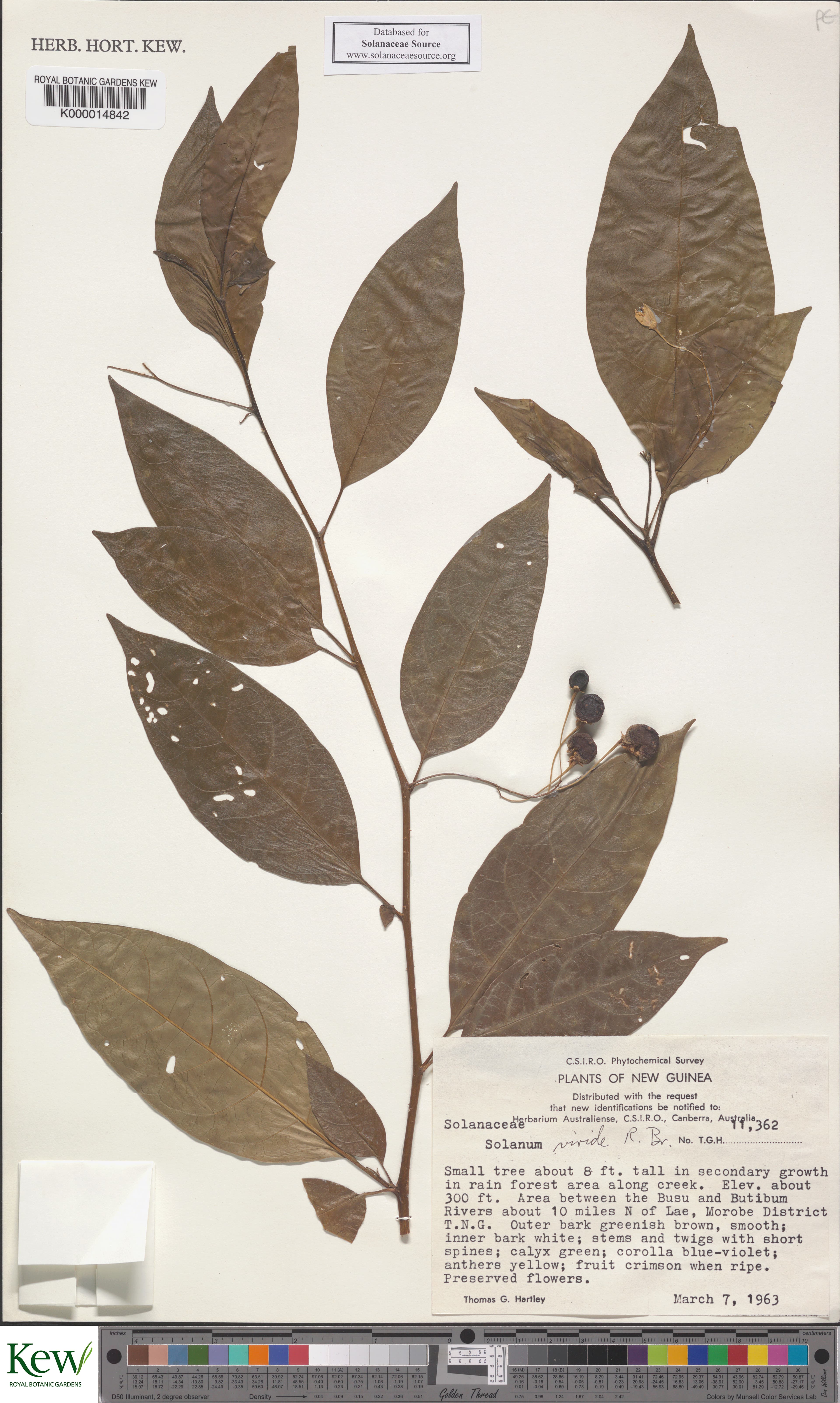 Solanum dallmannianum