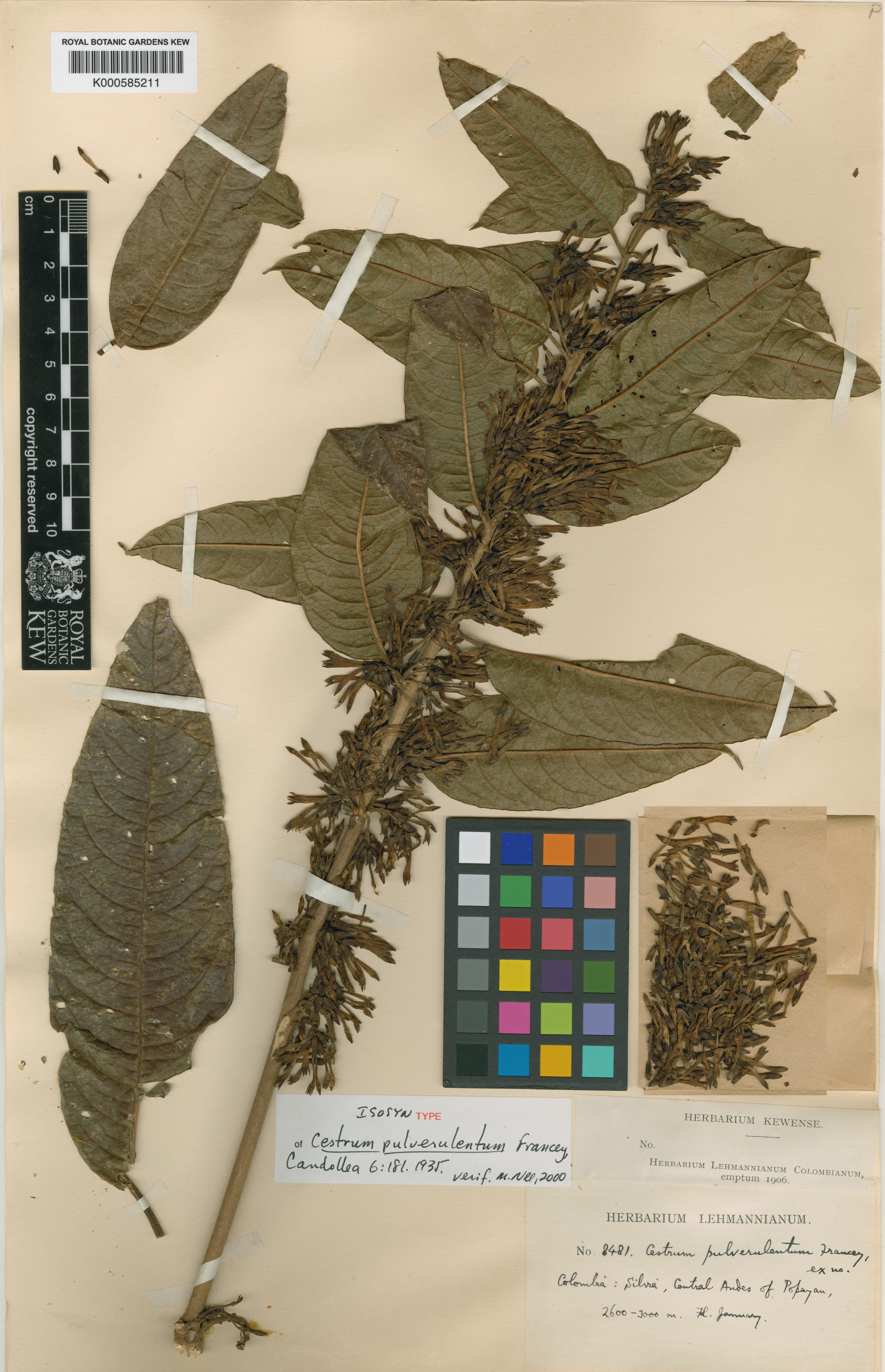 Cestrum pulverulentum