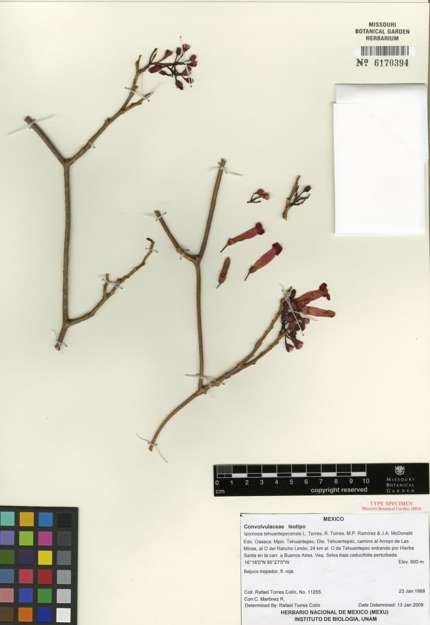 Ipomoea tehuantepecensis