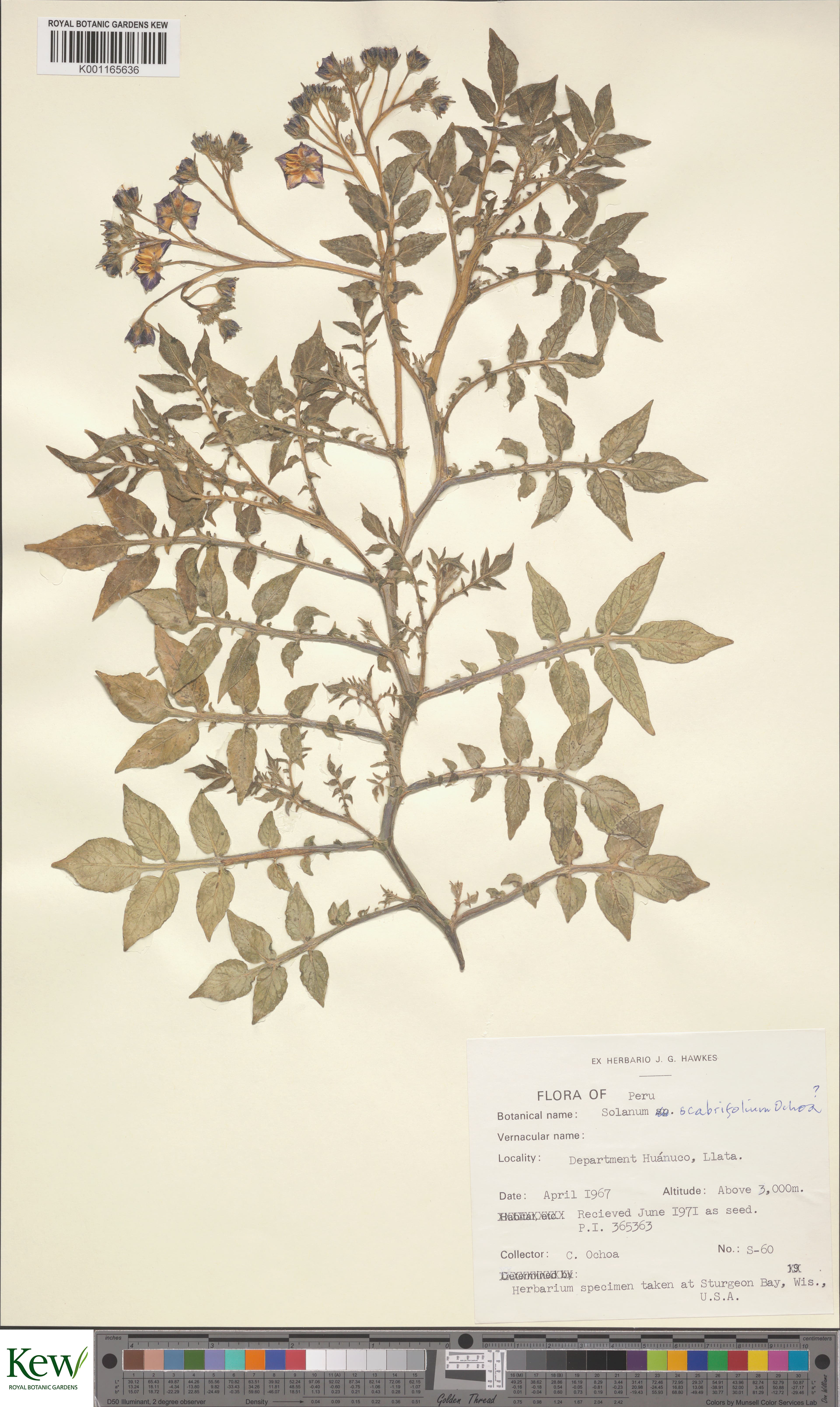 Solanum scabrifolium