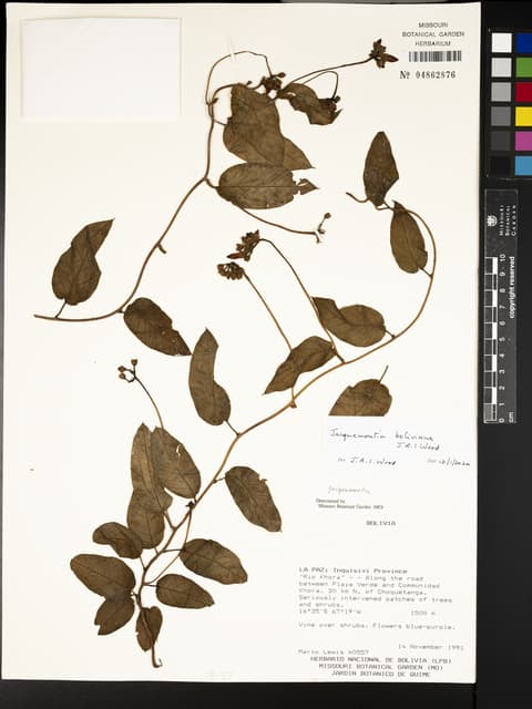 Jacquemontia boliviana