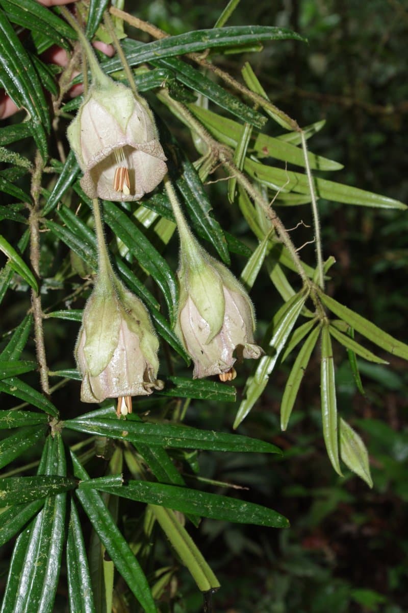 Trianaea naeka