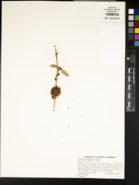 Cuscuta choisiana