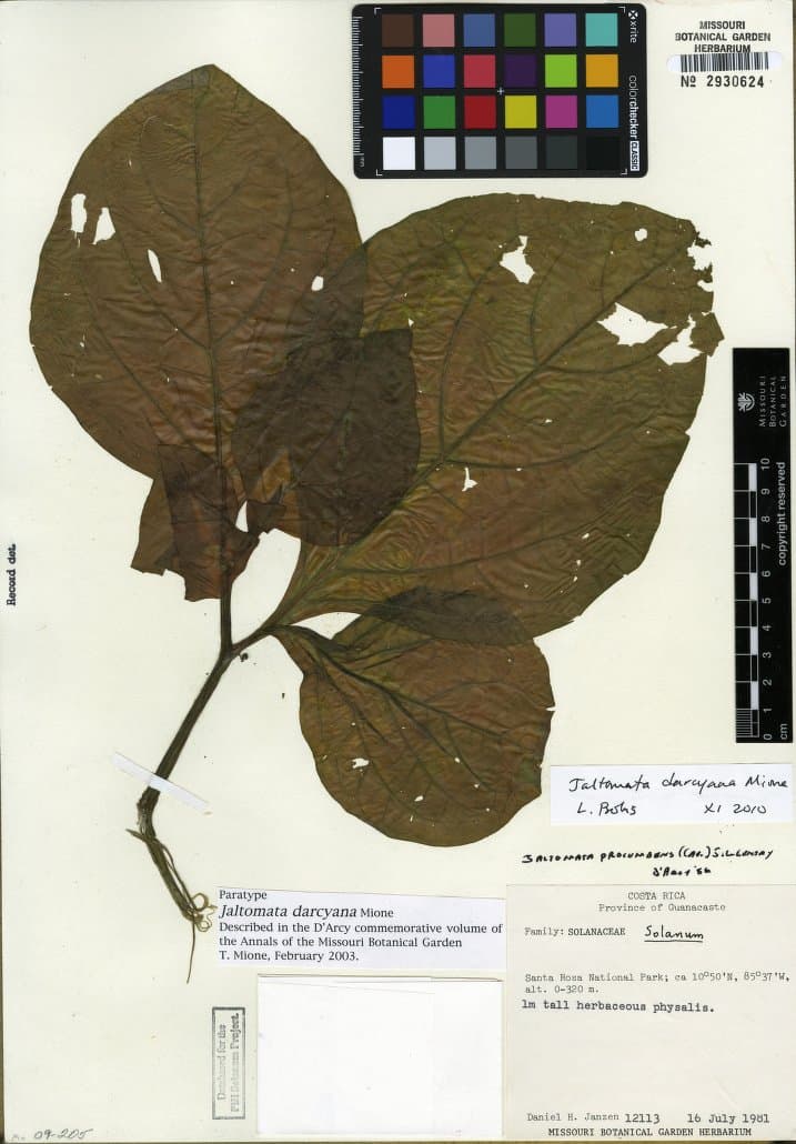 Jaltomata darcyana