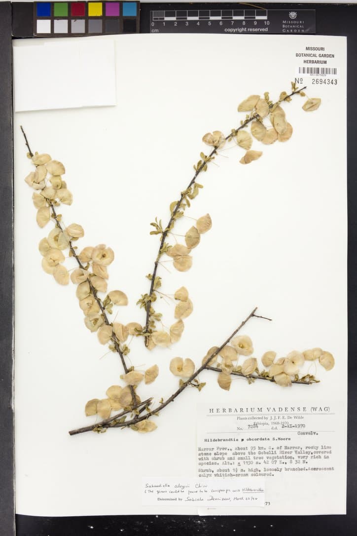 Hildebrandtia aloysii