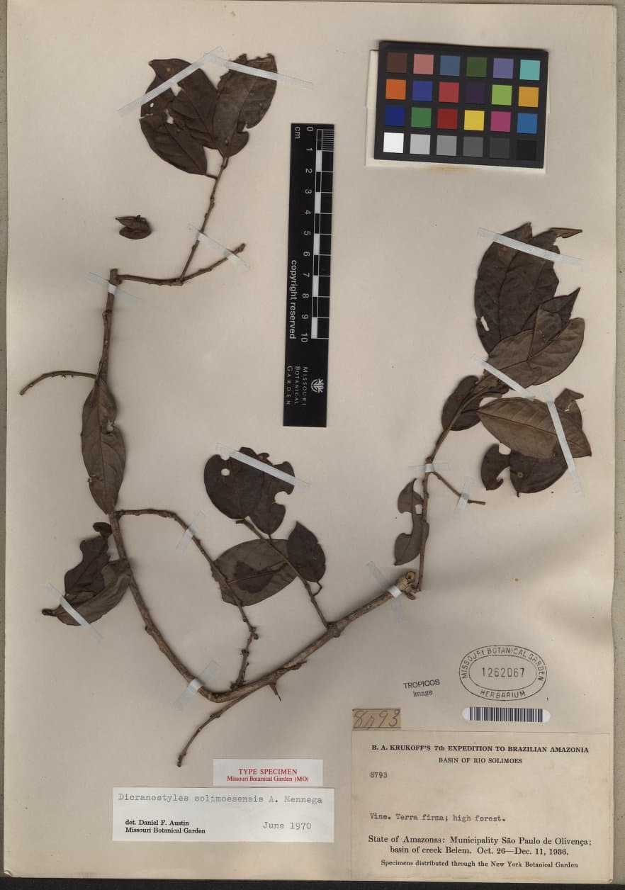 Dicranostyles solimoesensis