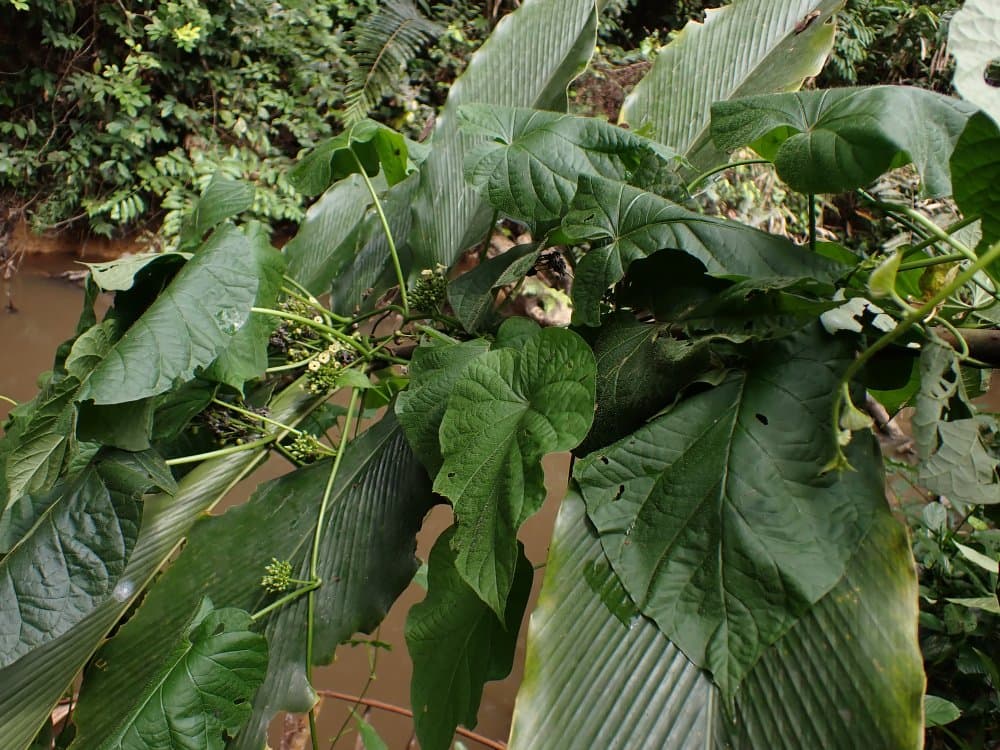 Lepistemon parviflorus