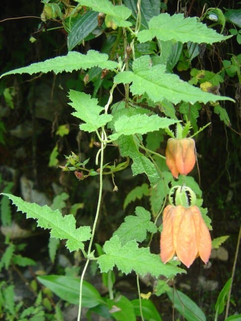 Caiophora madrequisa