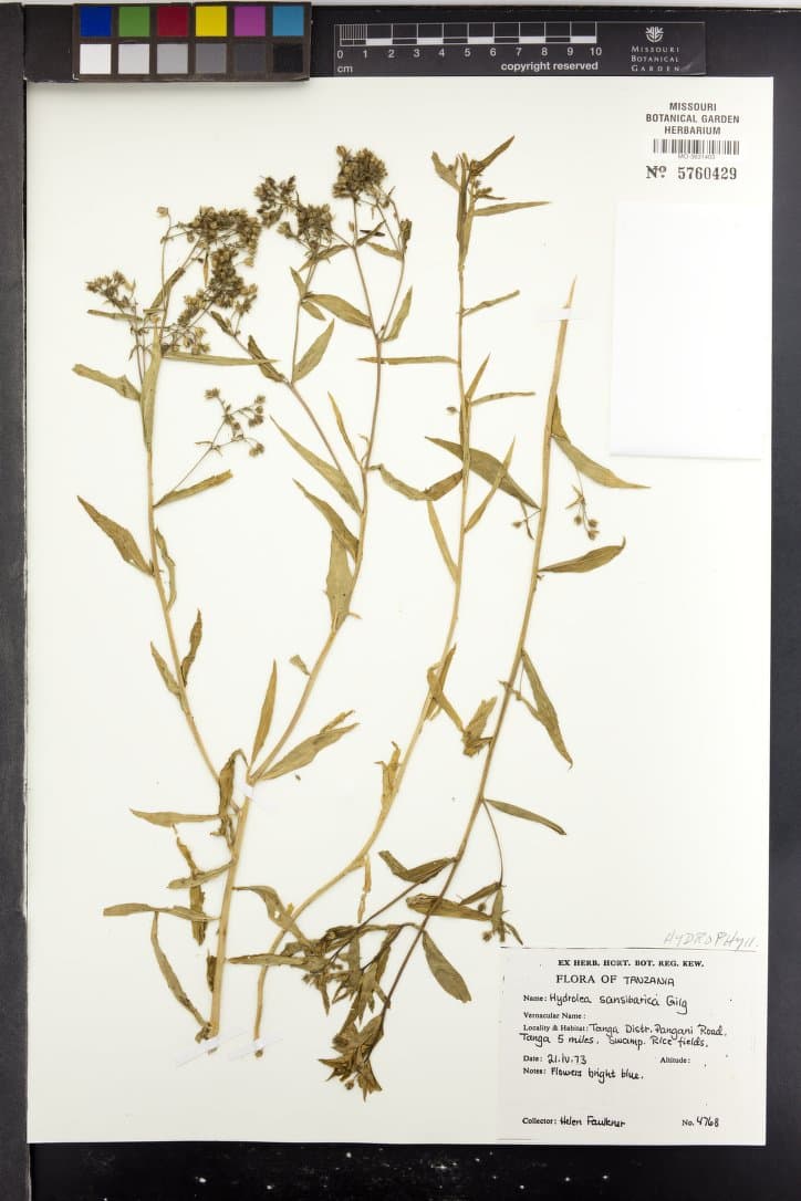 Hydrolea sansibarica