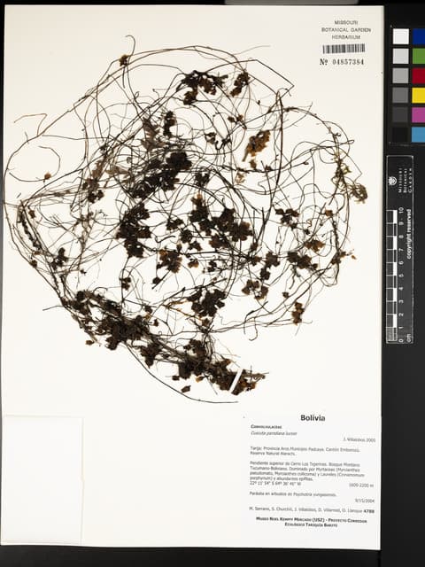 Cuscuta parodiana