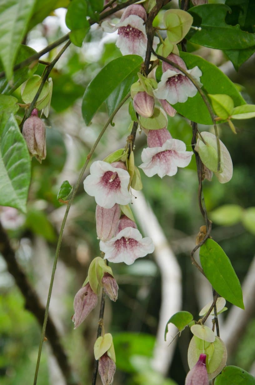 Calycobolus campanulatus