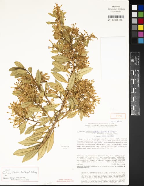 Cestrum tillettii