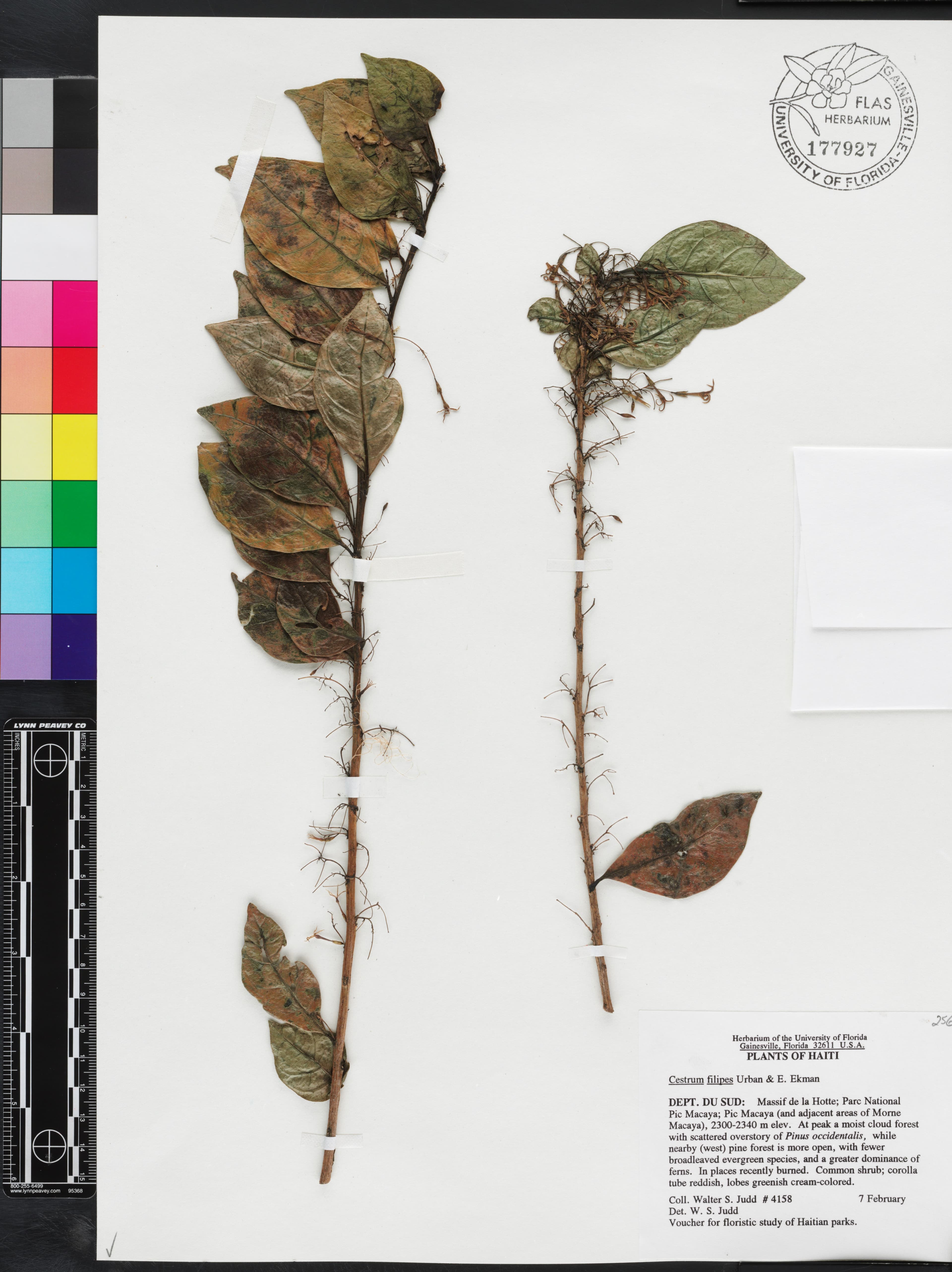 Cestrum filipes