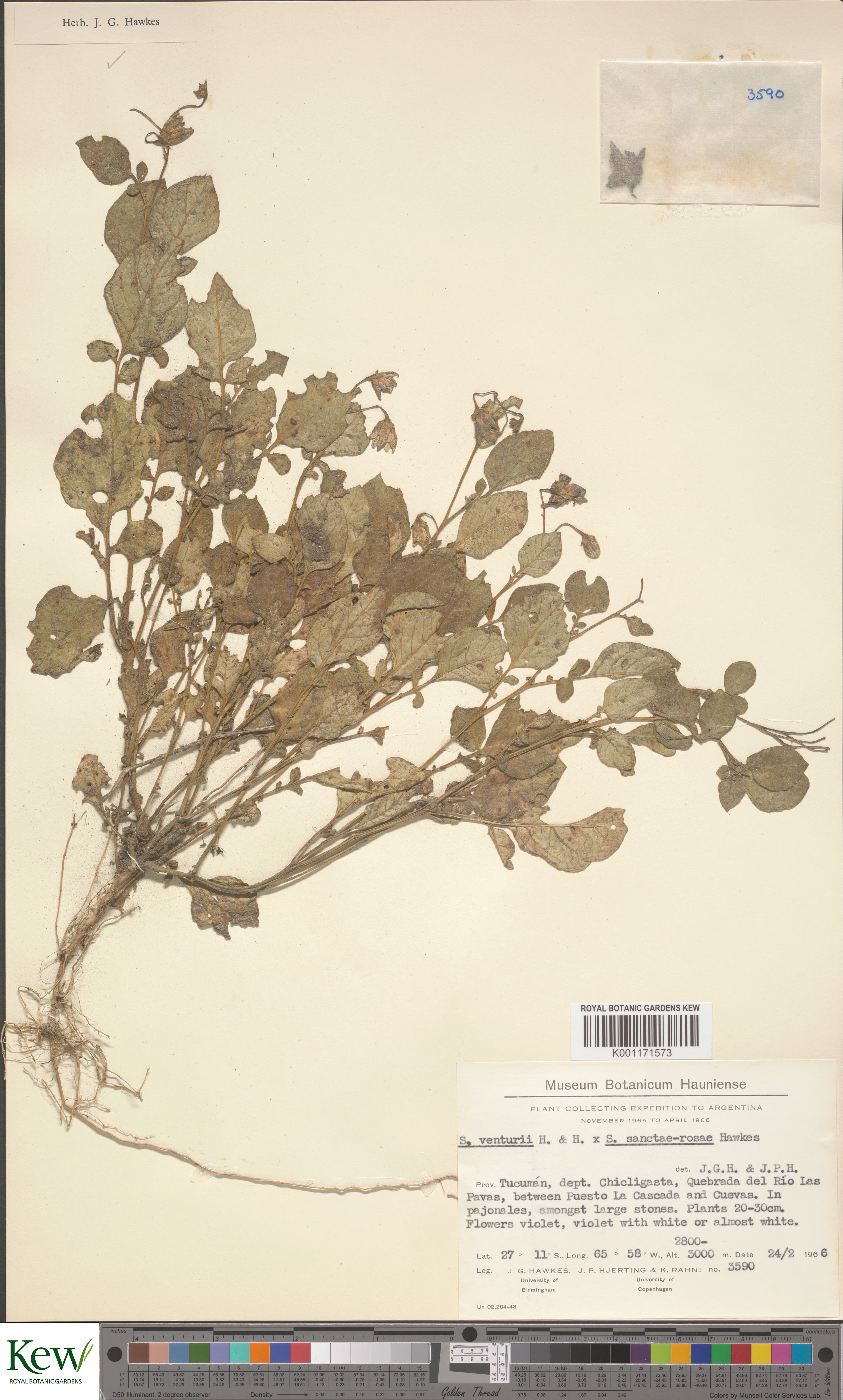 Solanum venturii