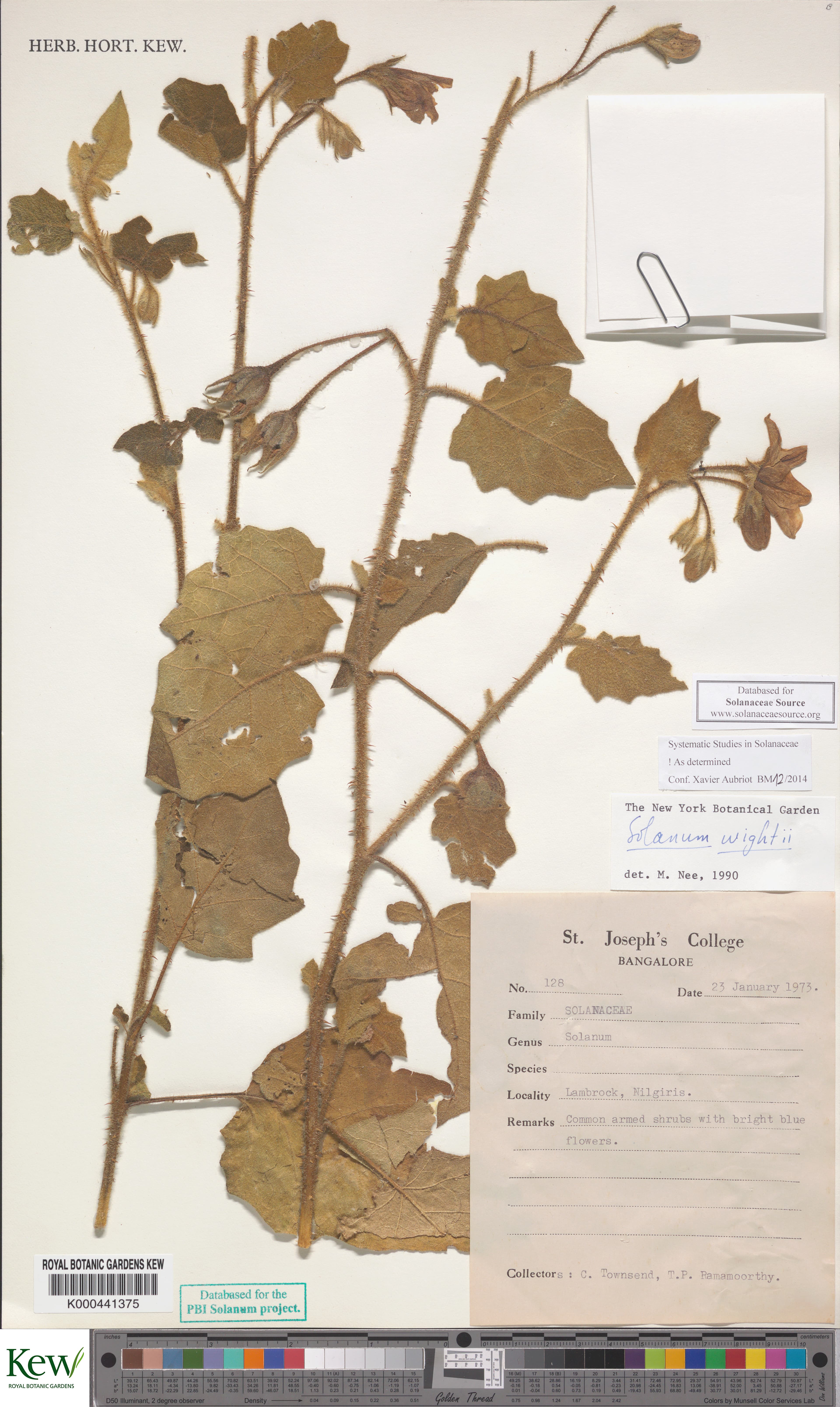 Solanum wightii