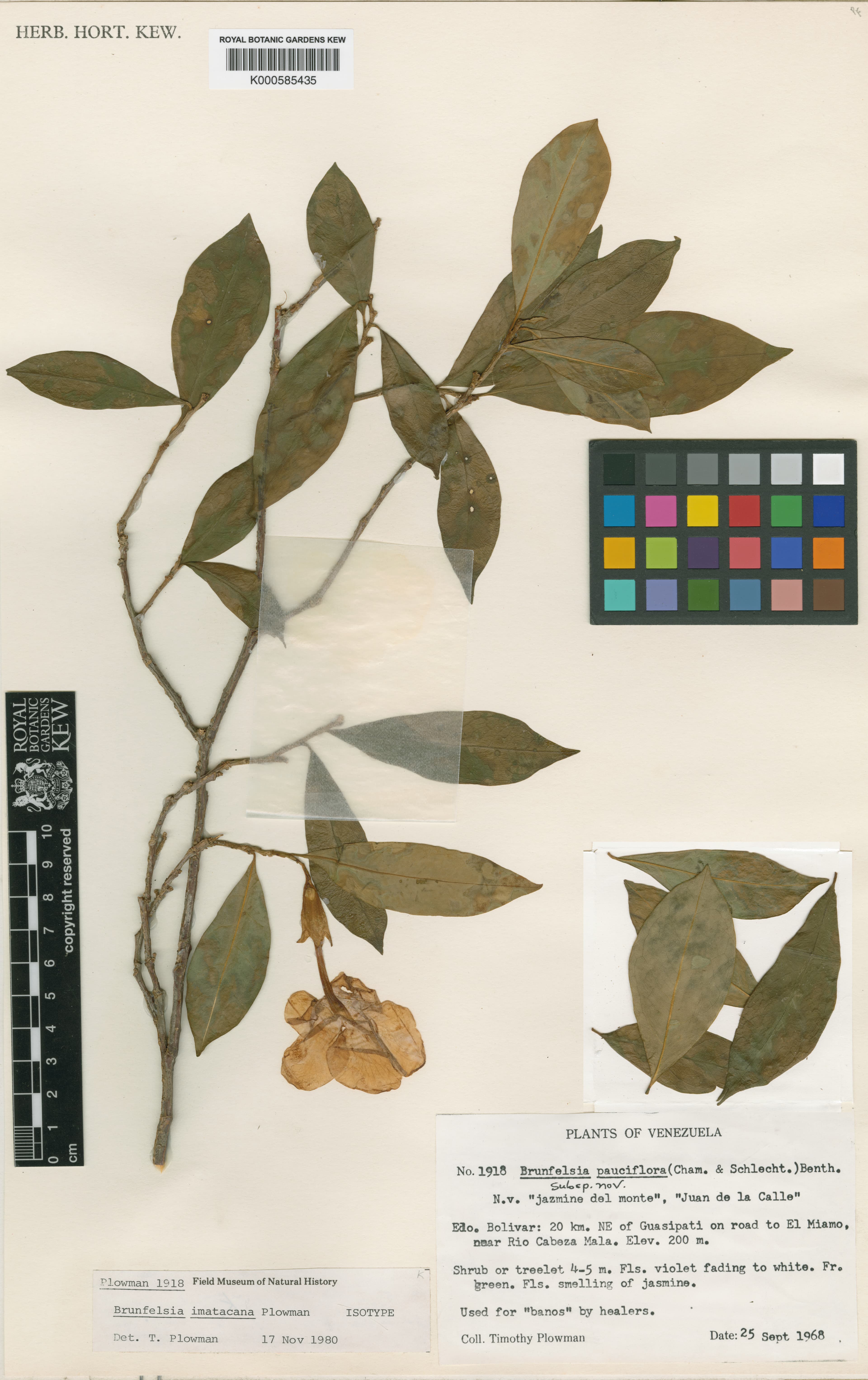Imataca raintree