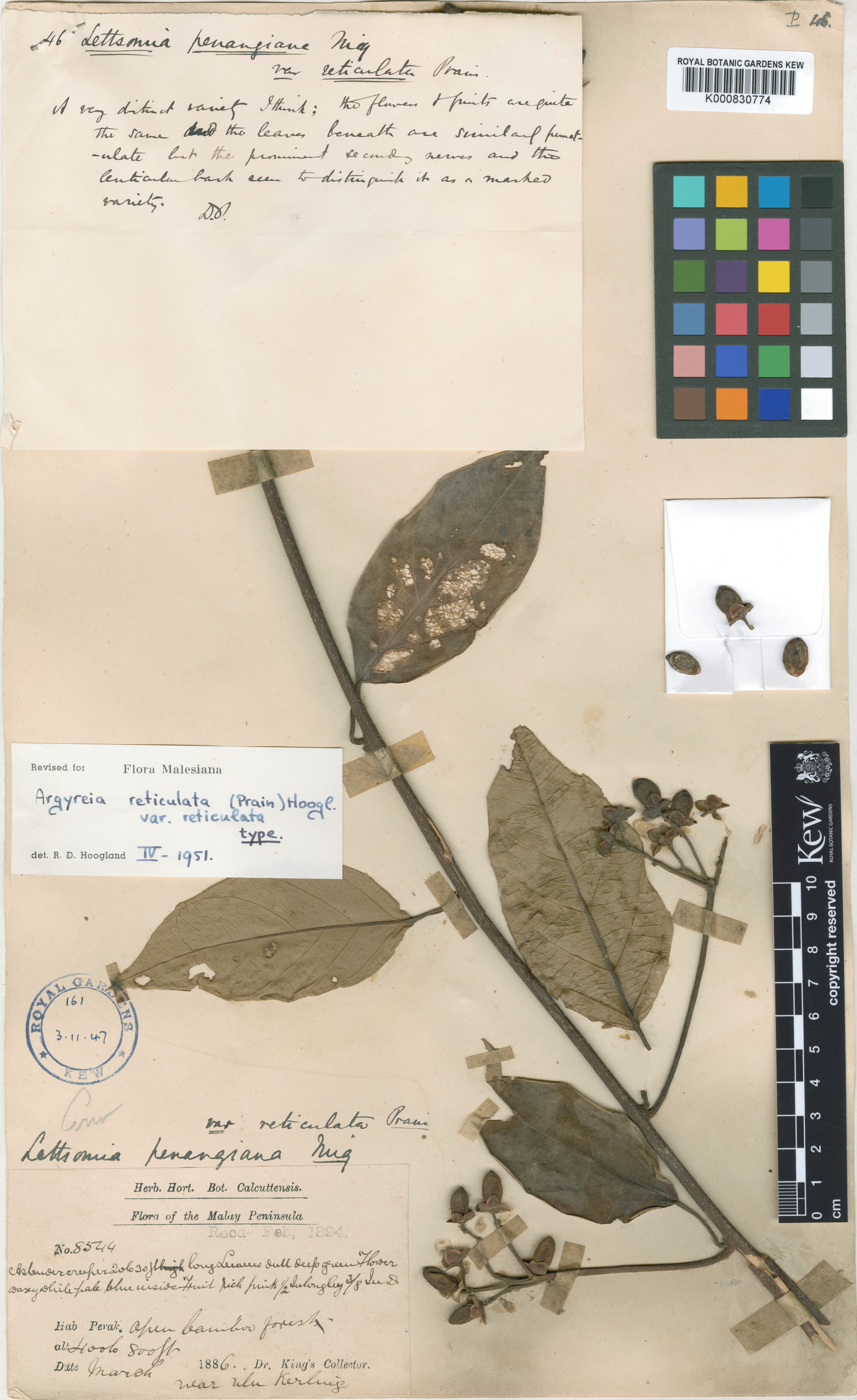 Argyreia reticulata