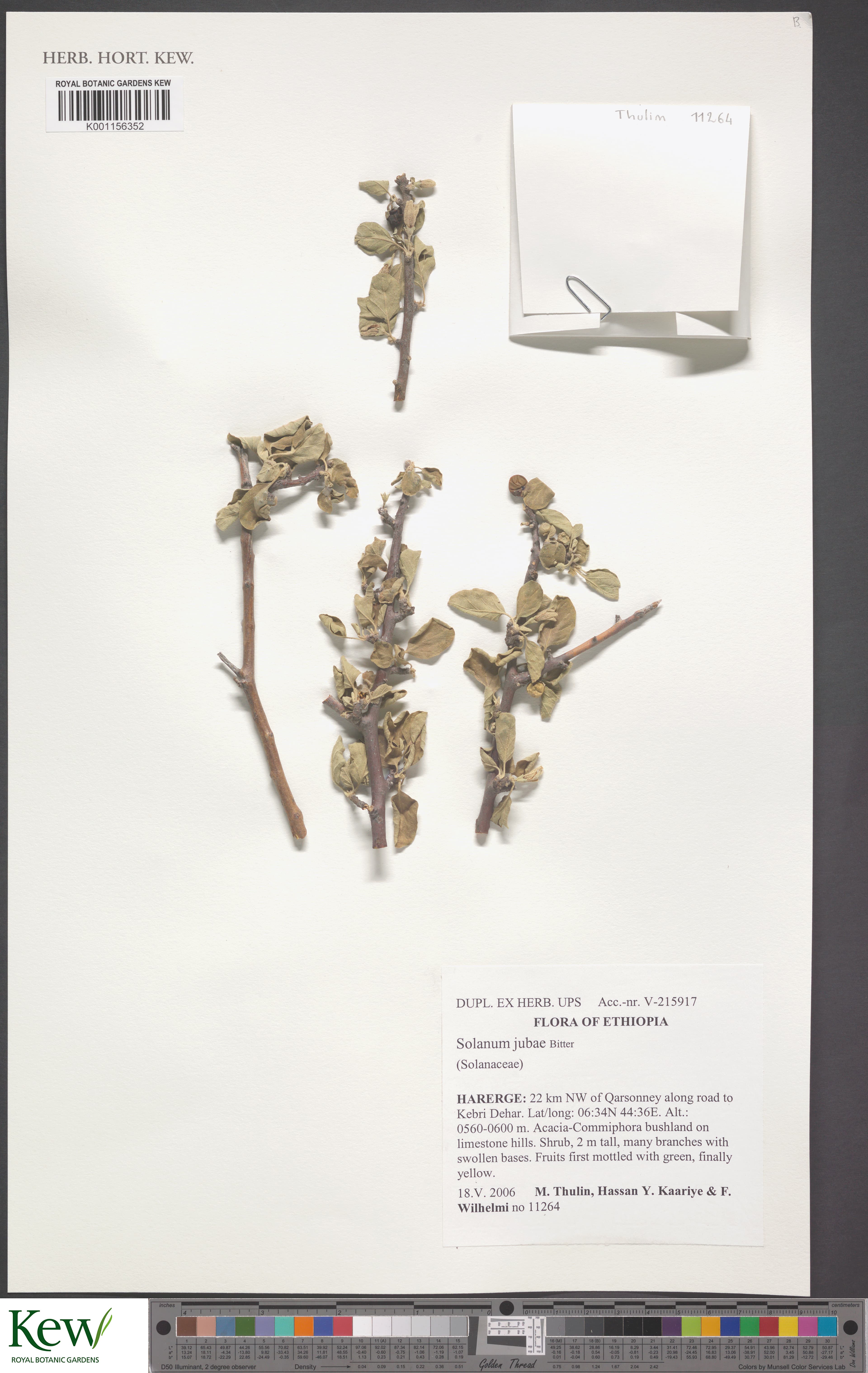 Solanum jubae