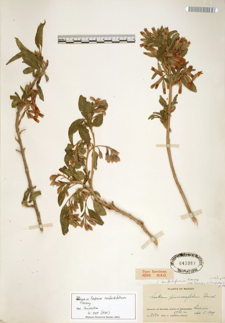 Cestrum confertifolium