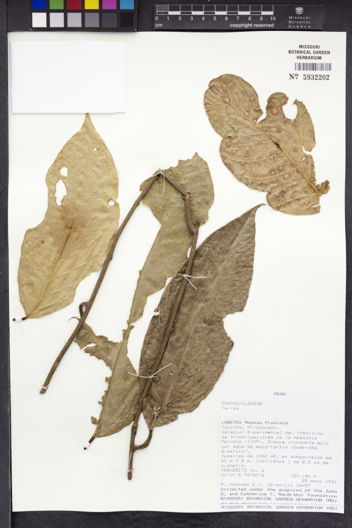 Maripa janusiana