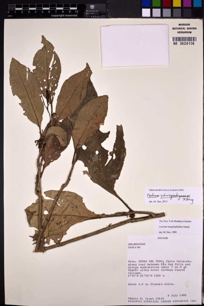 Cestrum johnniegentryanum