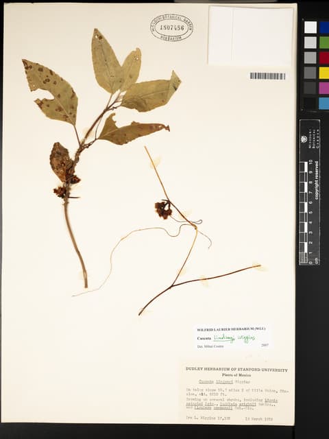 Cuscuta lindsayi