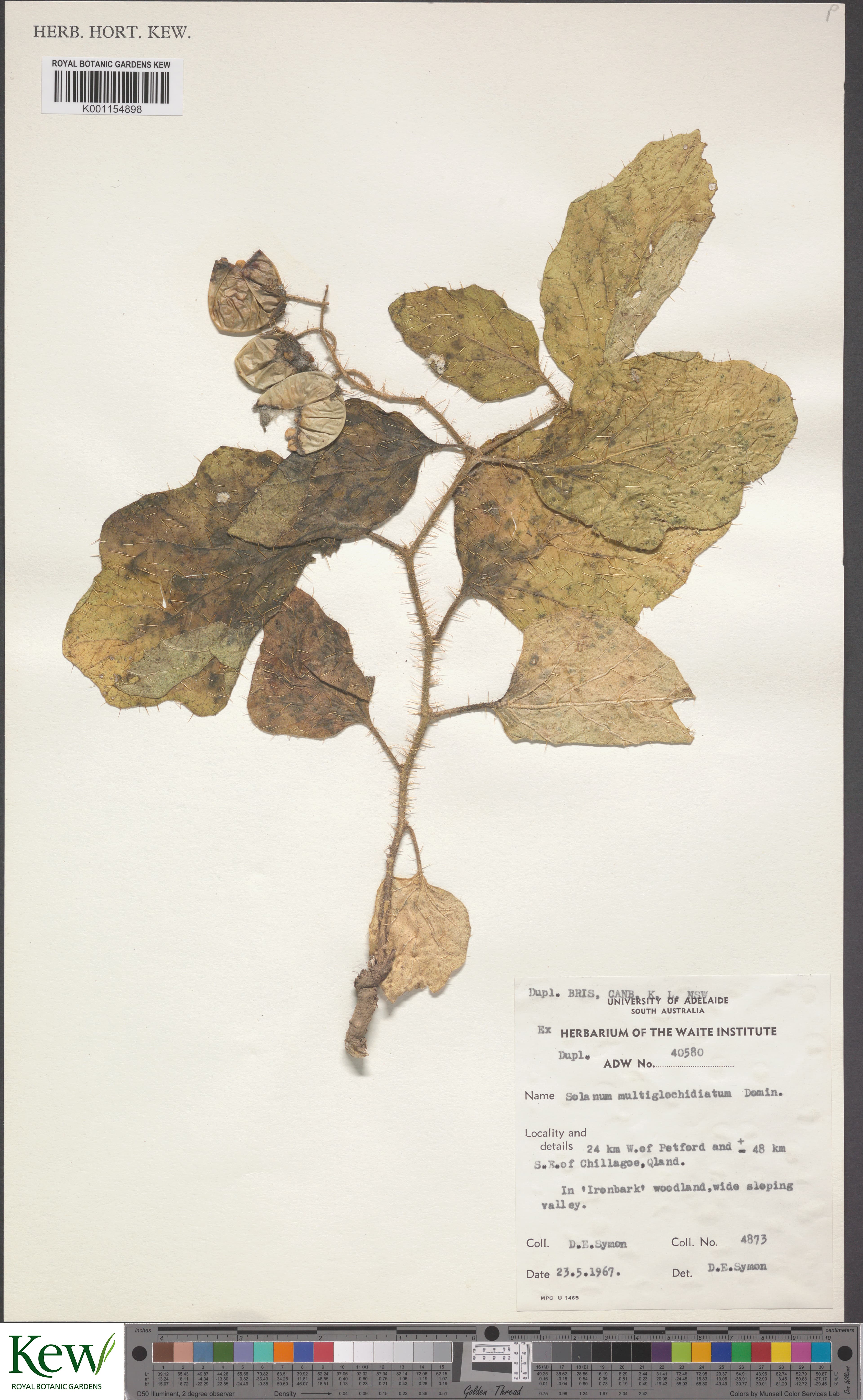 Solanum multiglochidiatum