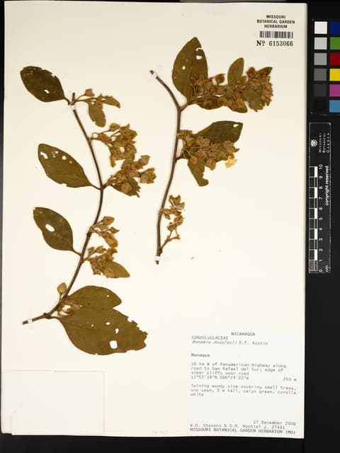 Bonamia douglasii