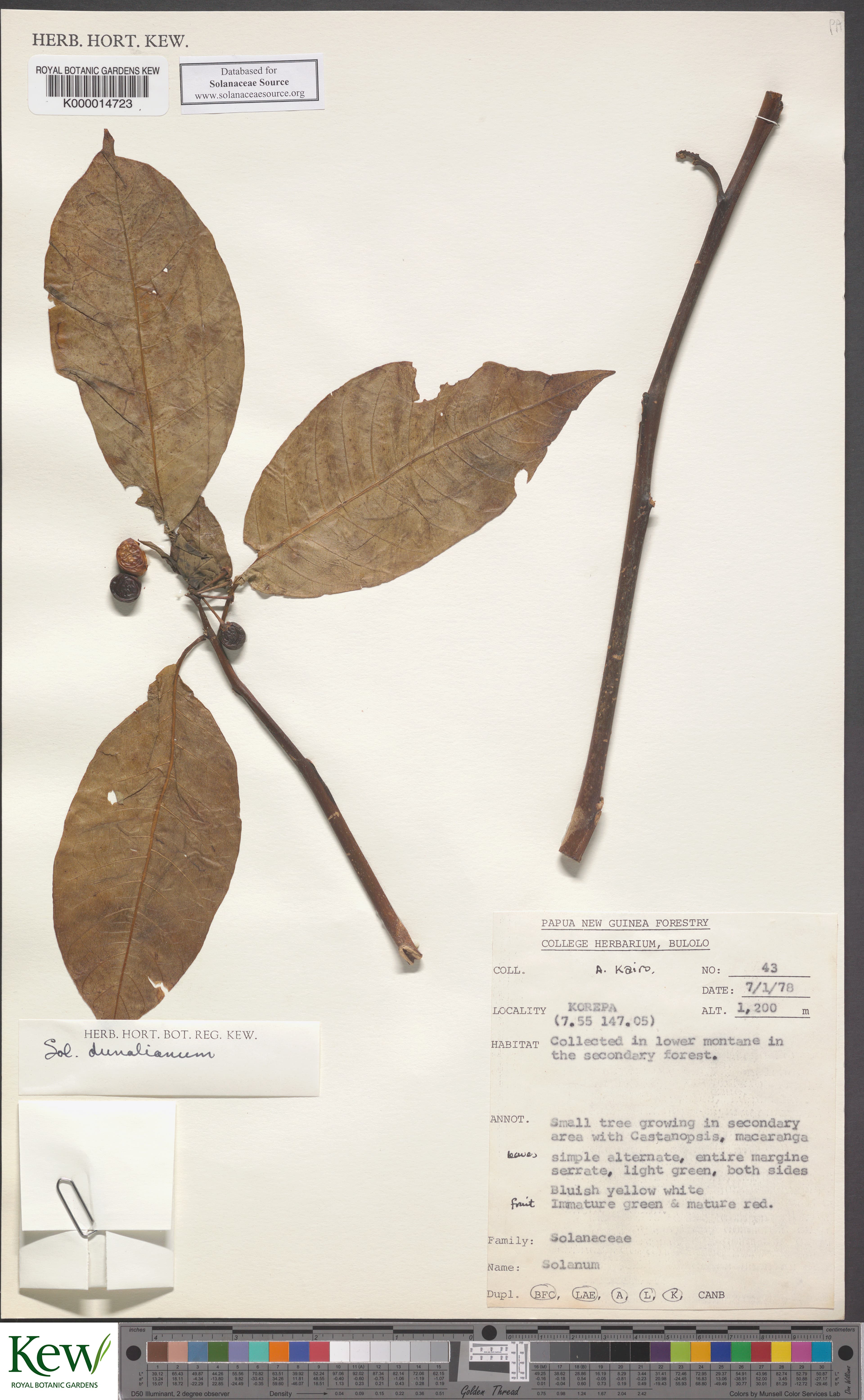 Solanum dunalianum