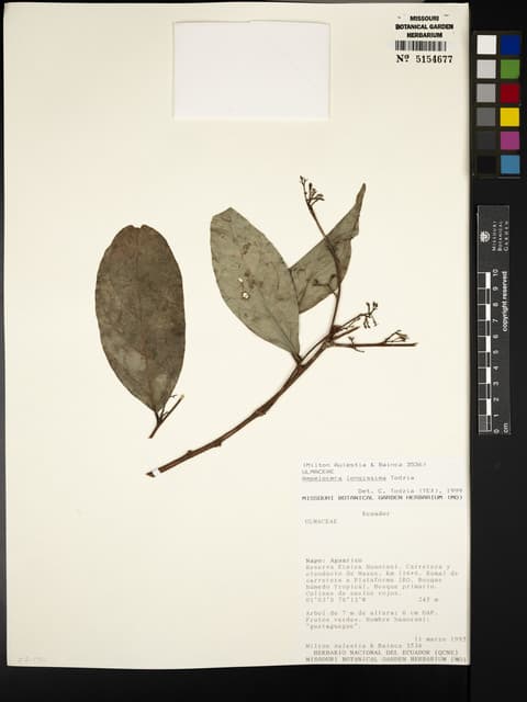 Ampelocera longissima