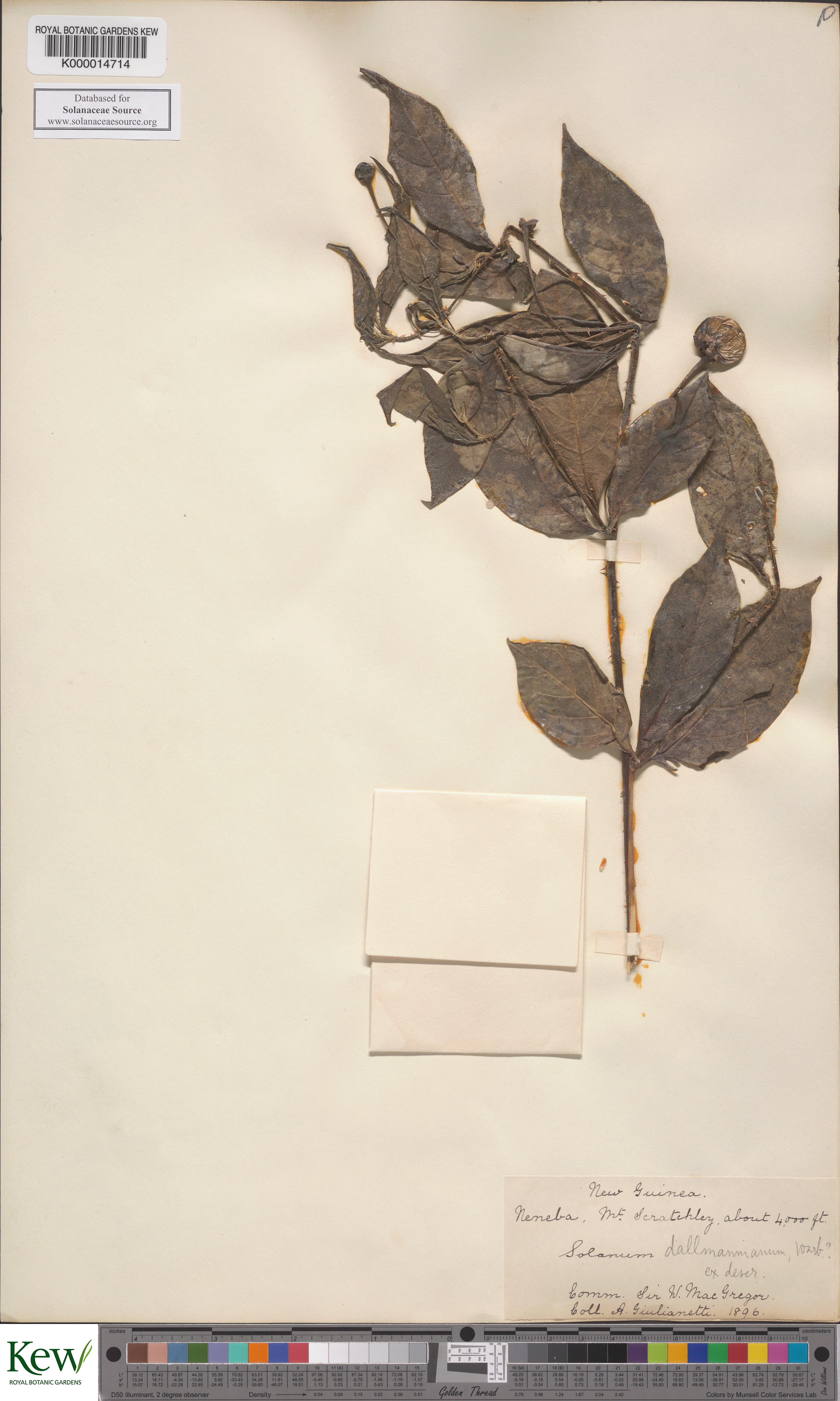 Solanum dallmannianum