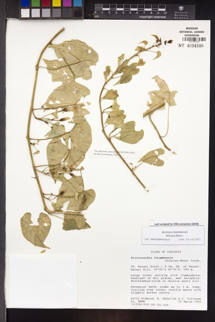 Stictocardia lutambensis