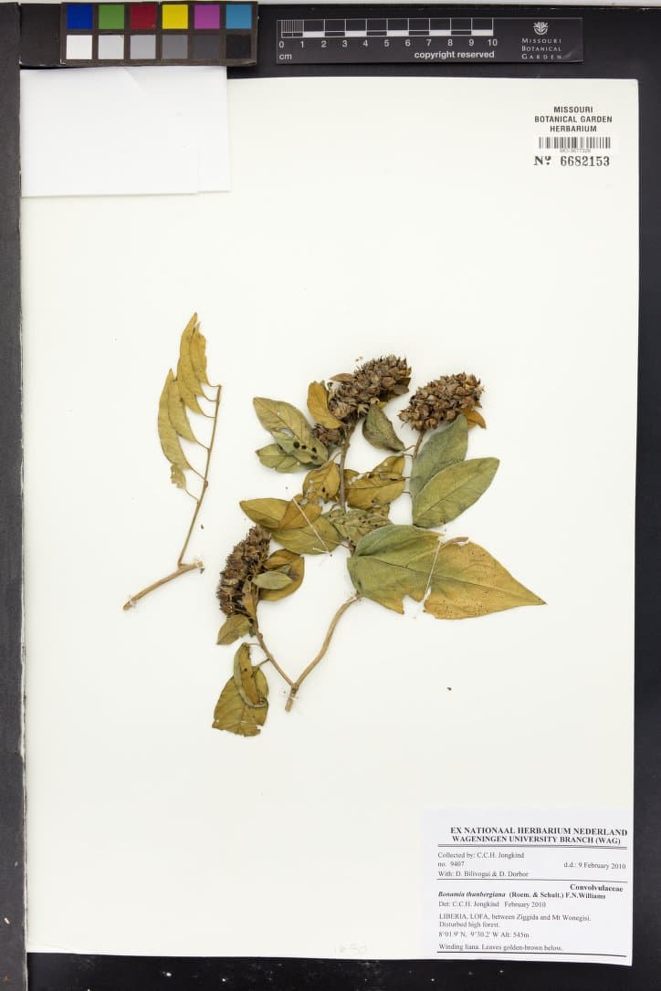 Bonamia thunbergiana
