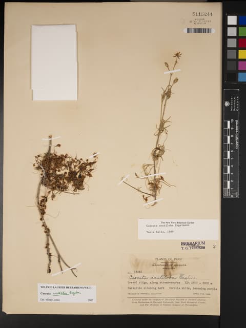 Cuscuta acutiloba