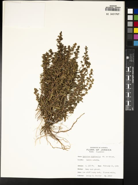 Hydrolea nigricaulis