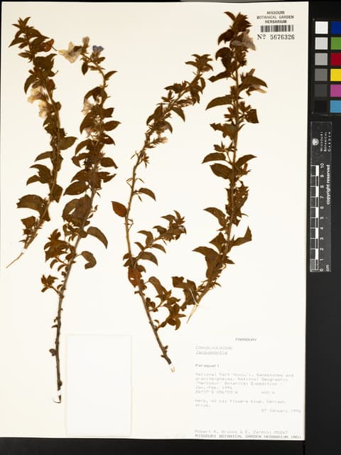 Jacquemontia fruticulosa
