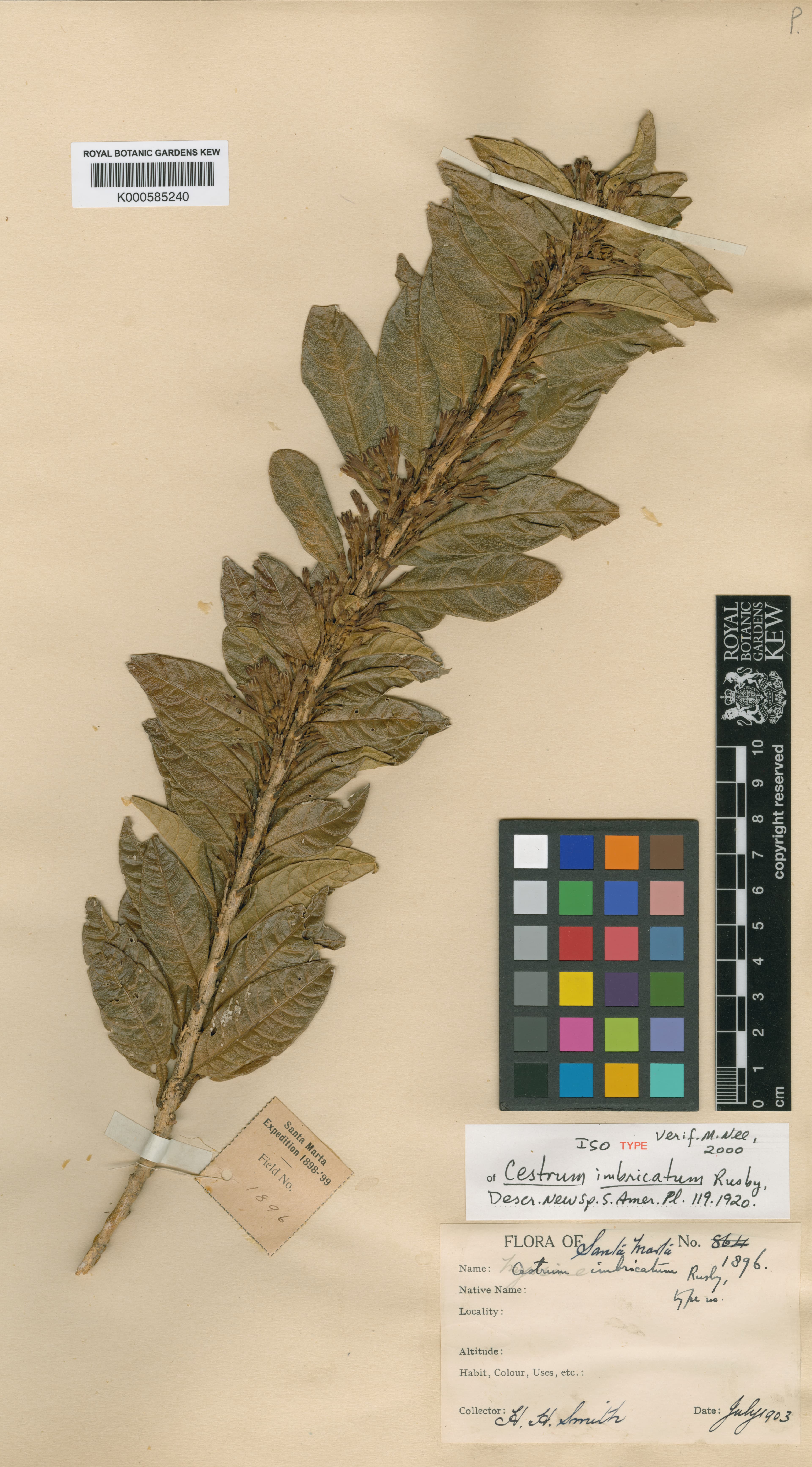 Cestrum imbricatum