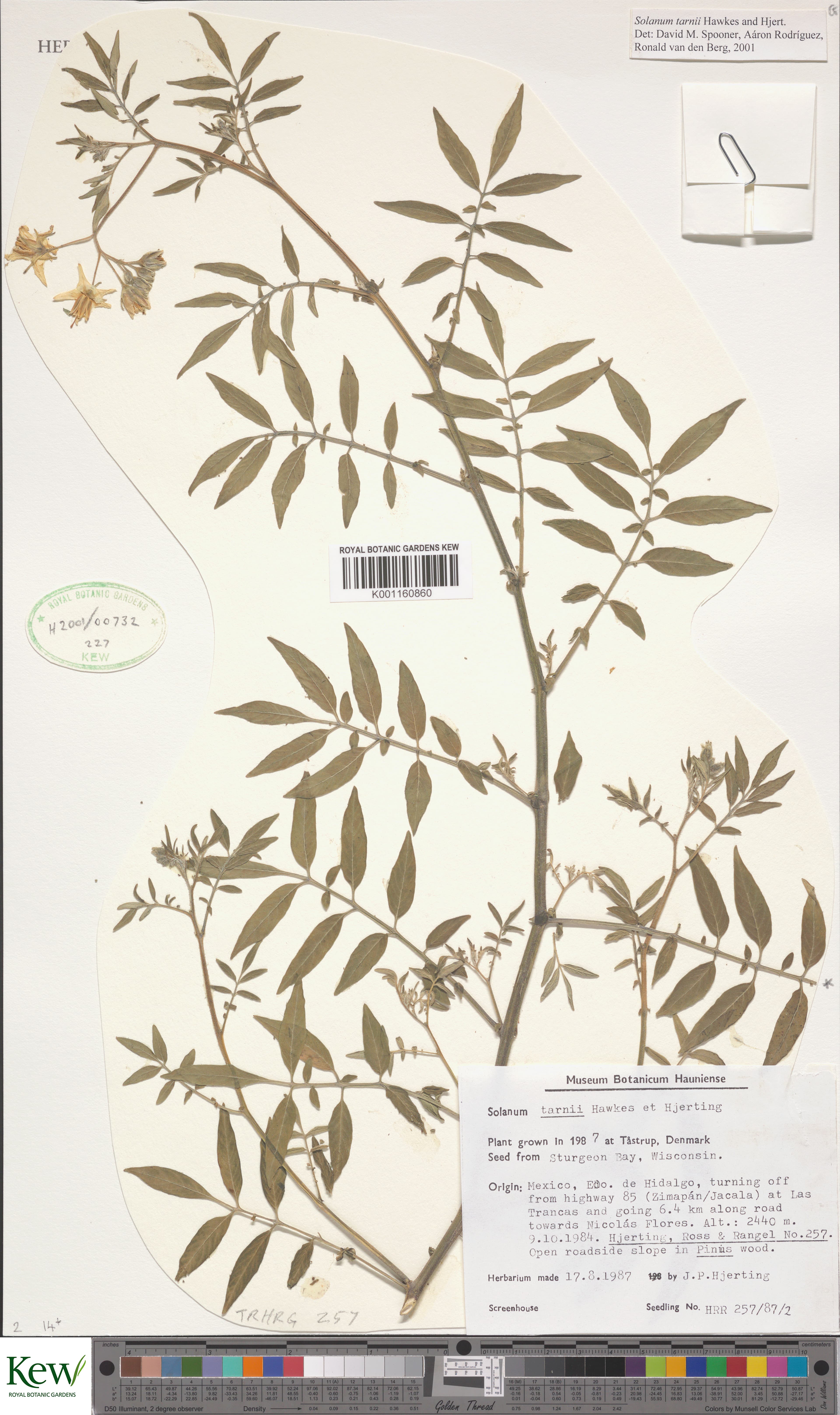 Solanum tarnii