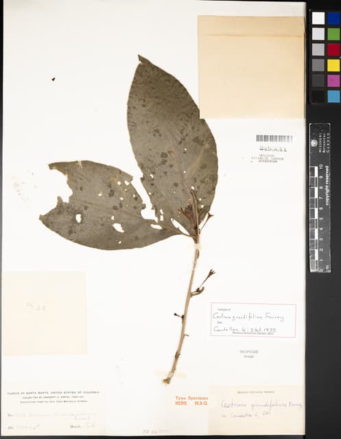 Cestrum grandifolium