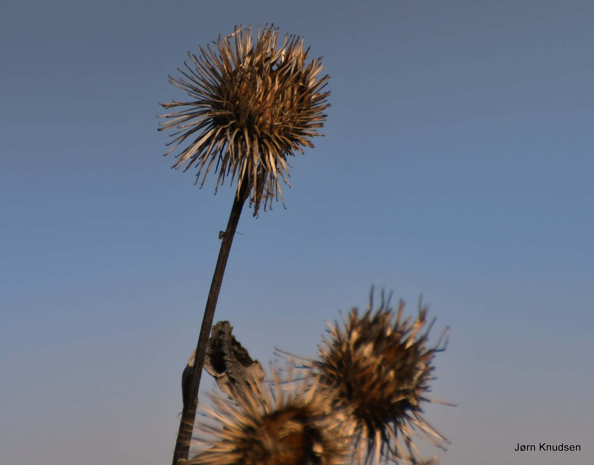 Burdock
